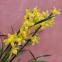 Imagem de Orquidea Cymbidium Amarelo Adulta Planta Natural