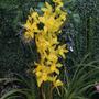 Imagem de Orquidea Cymbidium Amarelo Adulta Planta Natural