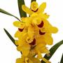 Imagem de Orquídea Cymbidium Flor Amarela Planta Adulta