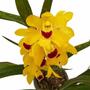 Imagem de Orquídea Cymbidium Flor Amarela Planta Adulta