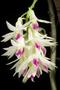 Imagem de Orquídea Dendrobium Amethystoglossum Adulta - Exclusividade para Sua Coleção