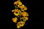 Imagem de Orquídea Dendrobium fimbriatum variação oculatum