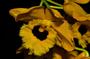 Imagem de Orquídea Dendrobium fimbriatum variação oculatum