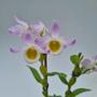 Imagem de Orquídea Dendrobium findlayanum Espécie Rara Planta adulta