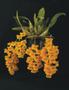 Imagem de Orquidea Dendrobium Lindleyi