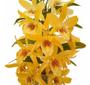 Imagem de Orquídea Dendrobium Stardust Chiyomi Planta Adulta Vs15