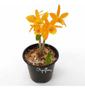 Imagem de Orquídea Dendrobium Stardust Firebird Planta Adulta Espécie Rara Exótica