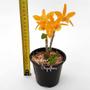 Imagem de Orquídea Dendrobium Stardust Firebird Planta Adulta Espécie Rara Exótica