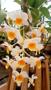 Imagem de Orquídea Dendrobium Thirsyflorum. Plantas Adultas.