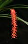 Imagem de Orquídea Dendrochillum wenzelli