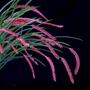 Imagem de Orquídea Dendrochillum wenzelli