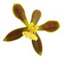 Imagem de Orquídea Encyclia Patens ! Planta Adulta !