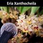 Imagem de Orquídea Eria Xanthocheila Planta Adulta Flor Exótica