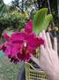 Imagem de Orquídea flor gigante - Blc Chia Lin "New City"