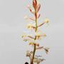 Imagem de Orquídea Flor Pipoca Ludisia Discolor Planta Adulta Natural Planta Exótica Rara Ambientes Interiores Exteriores Jardins Decoração Natureza