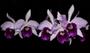 Imagem de Orquídea Laelia purpurata