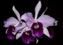 Imagem de Orquídea Laelia purpurata