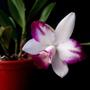 Imagem de Orquídea Lc Haw Angel Small Beauty ! Planta Adulta !