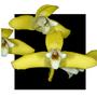 Imagem de Orquidea Maxillaria Parkerii