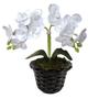 Imagem de Orquídea Miniatura: Beleza Natural Em Versão Artificial