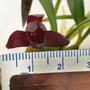 Imagem de Orquídea Negra Adulta-original Maxillaria Schunkeana Flor Rara Planta Exótica Natural Ambientes Jardins