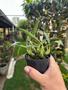 Imagem de Orquidea Negra Exótica Planta Adulta - Maxillaria Schunkeana