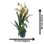 Imagem de Orquidéa Oncidium Summer Wind Arco Adulta Rara Natural Linda