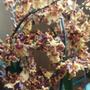 Imagem de Orquidea Oncidium Tropic Storm Pote 15 Planta Adulta Rara