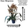 Imagem de Orquidea Oncidium Tropic Storm Pote 15 Planta Adulta Rara