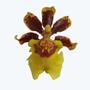 Imagem de Orquidea Oncidium Tropic Storm Pote 15 Planta Adulta Rara