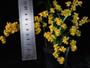 Imagem de Orquídea Oncidium Twinkle Amarela 