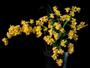 Imagem de Orquídea Oncidium Twinkle Amarela 