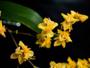 Imagem de Orquídea Oncidium Twinkle Amarela 