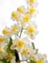 Imagem de Orquídea Oncidium Twinkle Fragrance Fantasy ! Planta Adulta