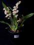 Imagem de Orquídea Oncidium Twinkle Fragrance Fantasy ! Planta Adulta