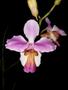 Imagem de Orquídea Papilionanthe Teres Tipo (ex Vanda) Planta Adulta