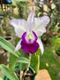 Imagem de Orquidea Perfumada Cattleya Blc Robert Strait Blue Adulta !!