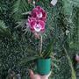 Imagem de Orquidea Phalaenopsis Big Lip Vinho Planta Rara Exotica