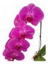 Imagem de Orquídea Phalaenopsis Cascata Flor Rosa Planta Adulta 3