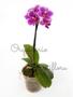 Imagem de Orquídea Phalaenopsis Mini Flor Linda Exótica Rara Para Jardins Ambientes Natural