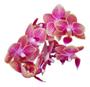 Imagem de Orquídea Phalaenopsis Mini Flor Rosé Linda Delicada Natural Exótica Rara Jardins Natureza