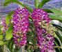 Imagem de Orquídea Rhynchostylis Gigantea Spoted