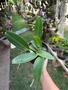 Imagem de Orquídea Rosa Pink Cattleya '' Irene Finny '' Linda Planta