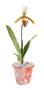 Imagem de Orquidea Sapatinho Com Vaso ! Paphiopedilum Insigne Adulto!