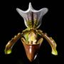 Imagem de Orquidea Sapatinho Com Vaso ! Paphiopedilum Insigne Adulto!