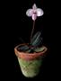 Imagem de Orquídea Sapatinho Paphiopedilum Delenatii Planta Adulta