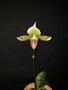 Imagem de Orquidea Sapatinho Paphiopedilum Urban Vogue Raridade Exótica Linda Rara