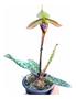 Imagem de Orquídea Sapatinho Paphiopedilum Wardii - Planta Inteira Top