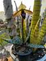 Imagem de Orquídea Sapatinho Paphiopedilum Wardii - Planta Inteira Top