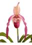 Imagem de Orquidea Sapatinho Phragmipedium Schroederae Planta Adulta!!